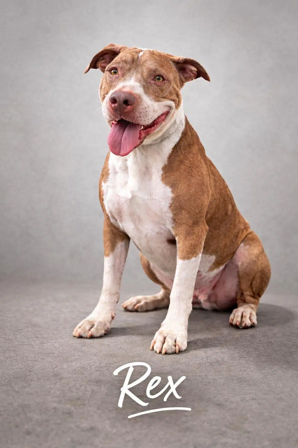 Rex - Pit mix