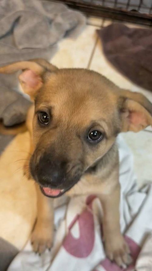 Milan, an adoptable Terrier in Pompano Beach , FL