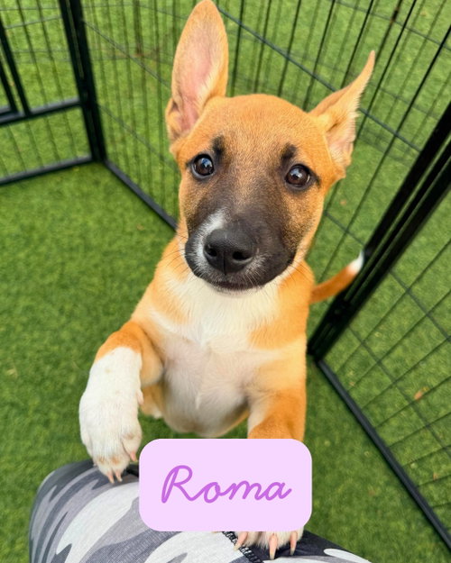 Roma, an adoptable Terrier in Pompano Beach , FL