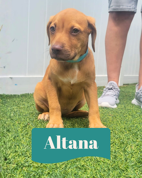 Isabella Pup - Altana