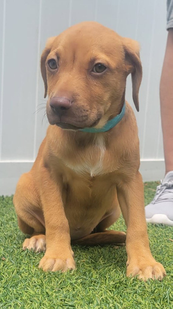 Isabella Pup - Altana