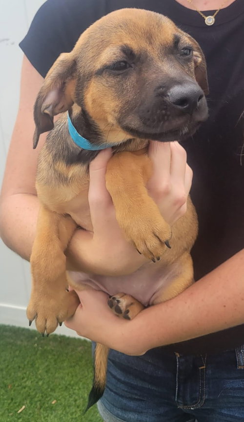 Isabella Pup - Carmen photo 2