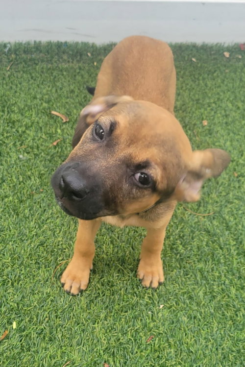 Isabella Pup - Carmen photo 3