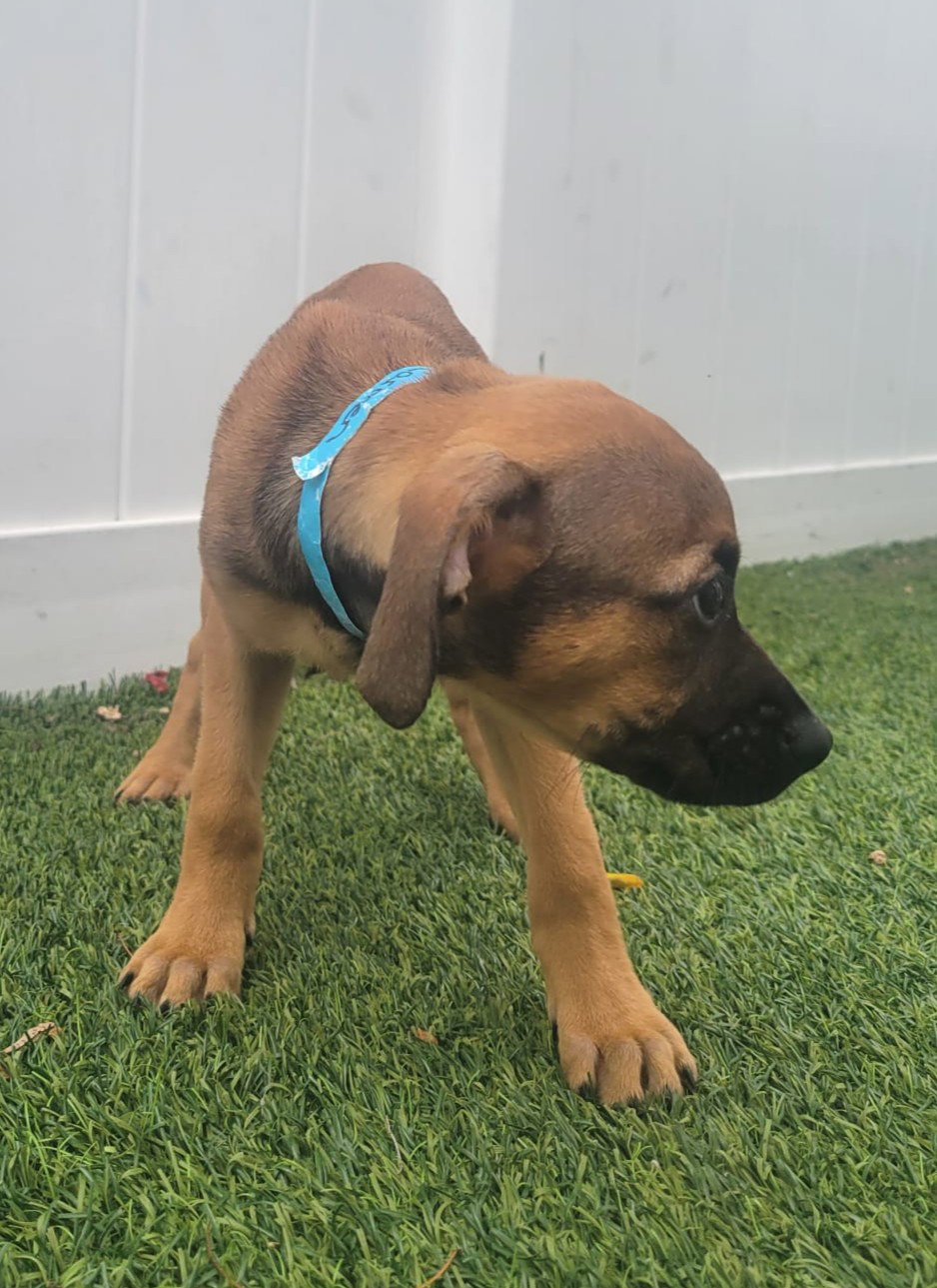 Isabella Pup - Carmen, photo 7