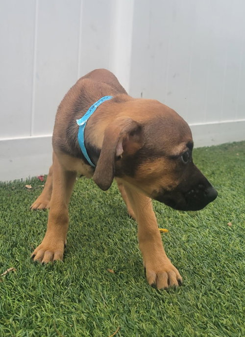 Isabella Pup - Carmen photo 4