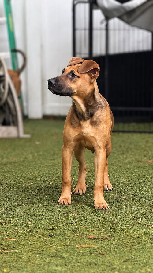 Isabella Pup - Carmen photo 1