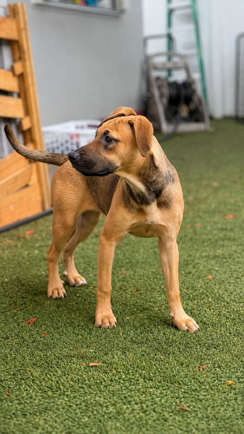 Isabella Pup - Carmen photo 2