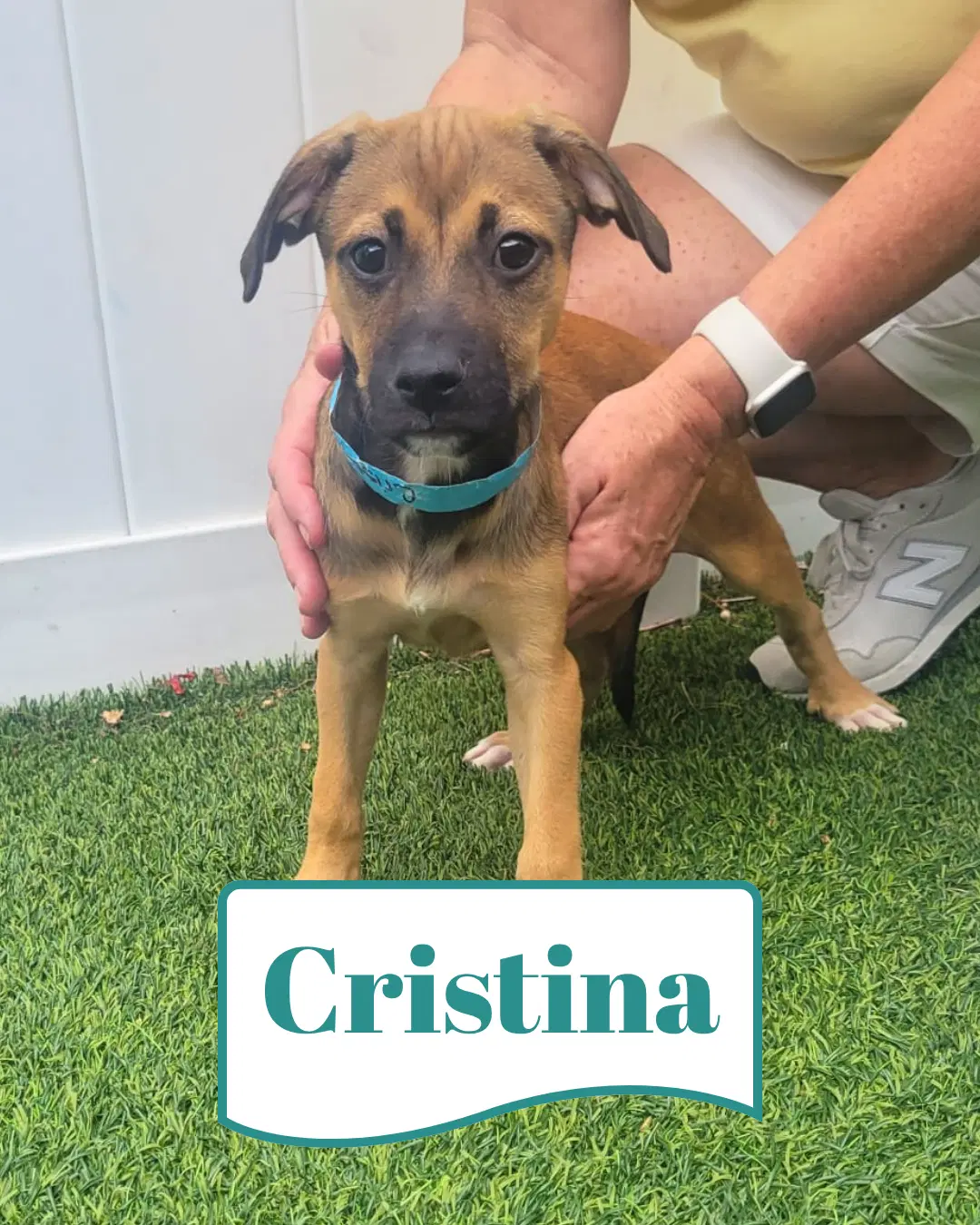 Isabella Pup - Cristina - Dachshund