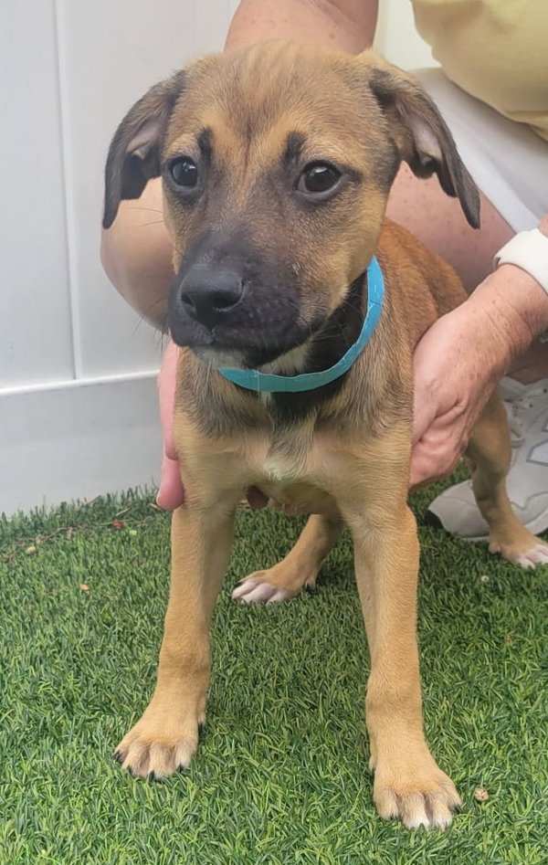 Isabella Pup - Cristina