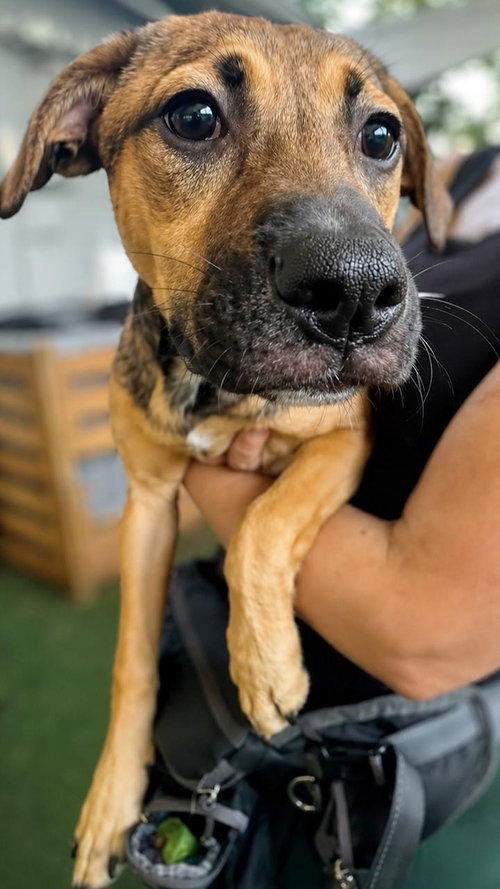 Isabella Pup - Cristina photo 1