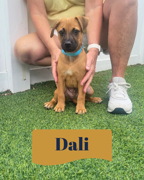 Isabella Pup - Dali