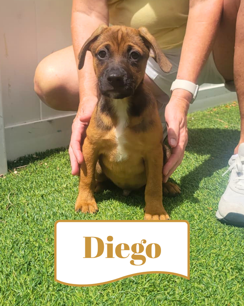 Isabella Pup - Diego