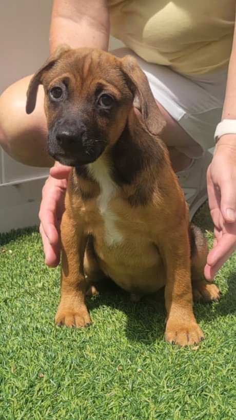 Isabella Pup - Diego