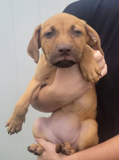Isabella Pup - Lara photo 2