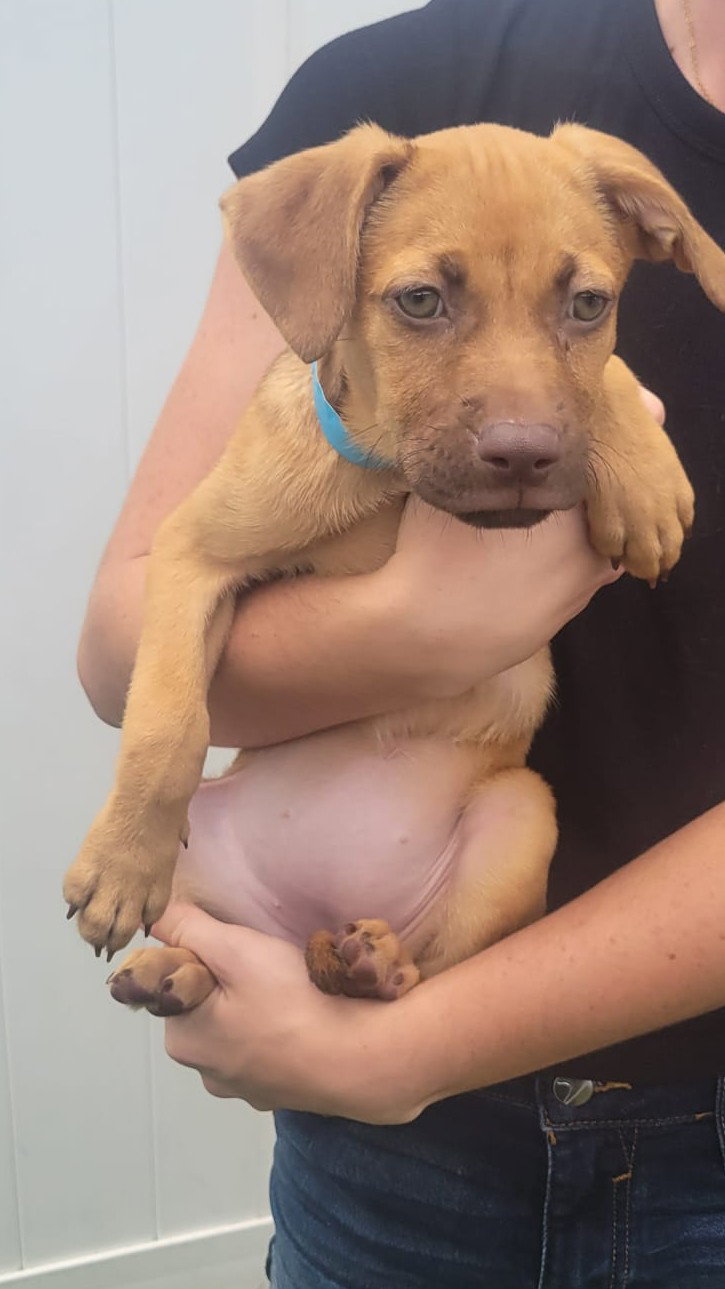 Isabella Pup - Lara