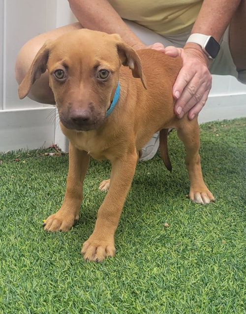 Isabella Pup - Naia photo 2