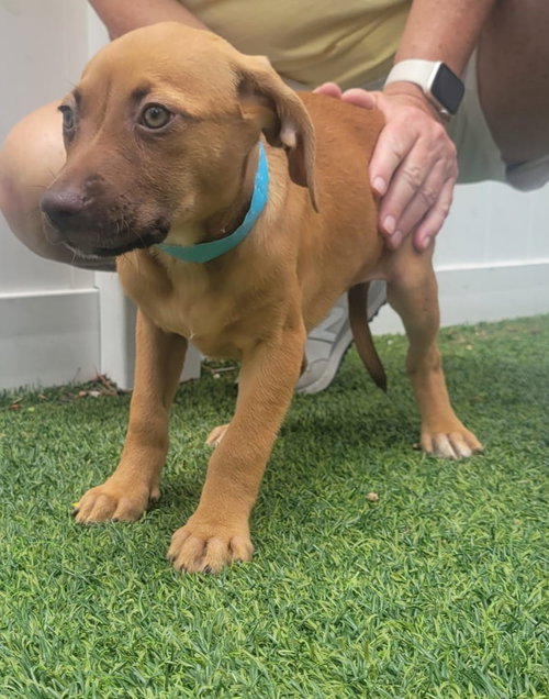 Isabella Pup - Naia photo 3