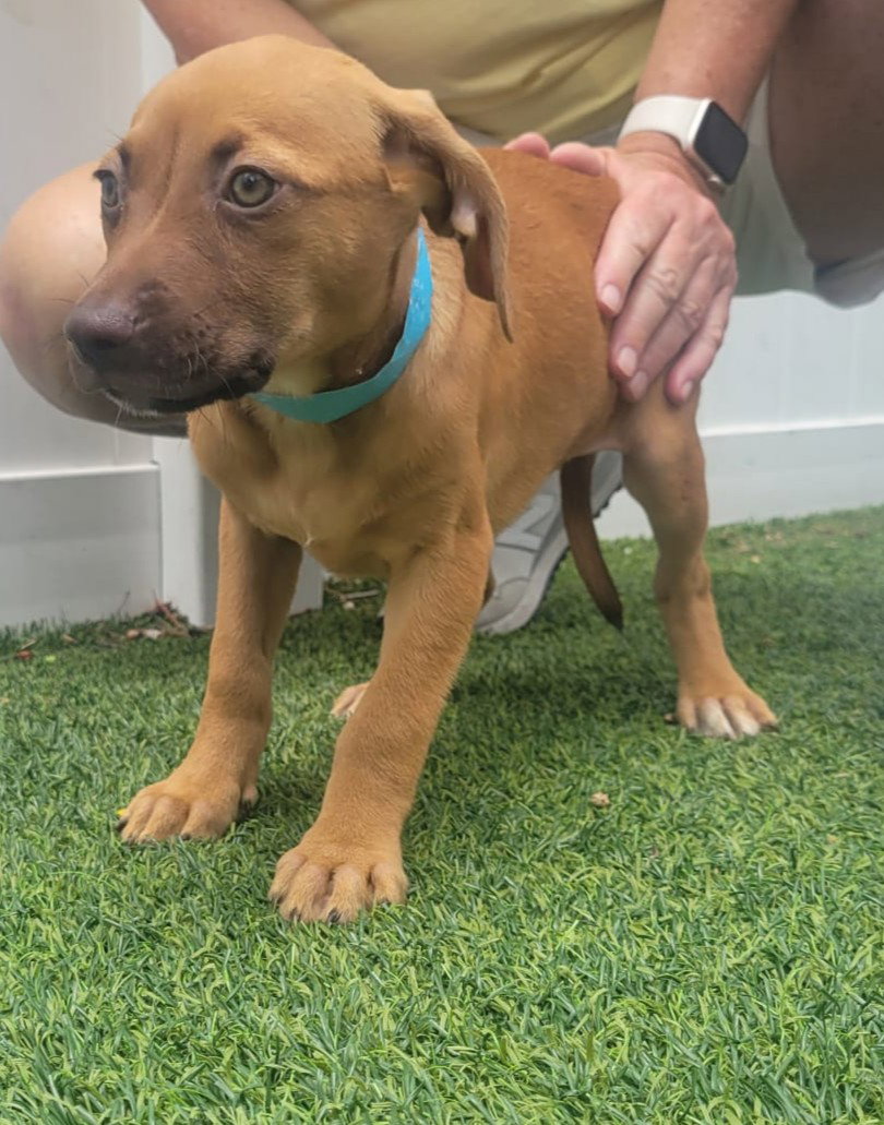 Isabella Pup - Naia