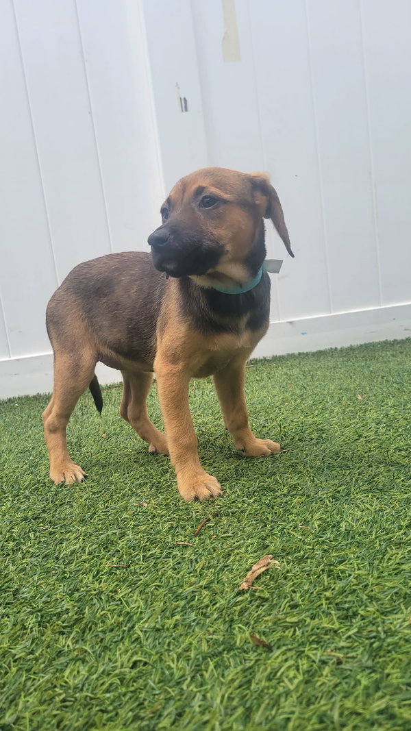 Isabella Pup - Rosalia