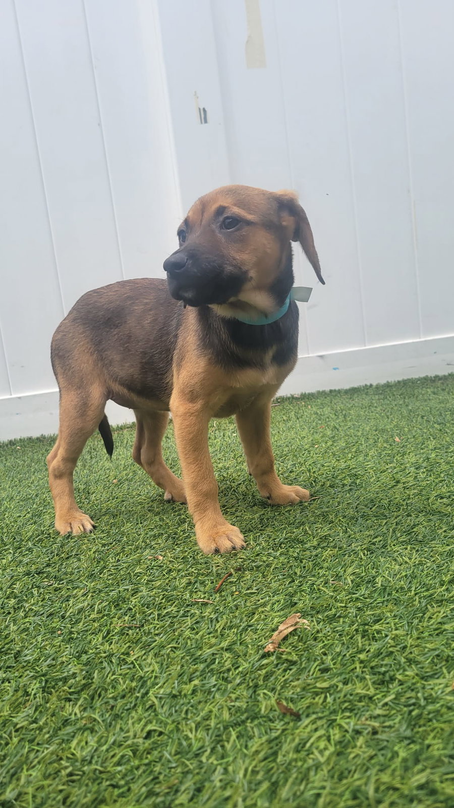 Isabella Pup - Rosalia