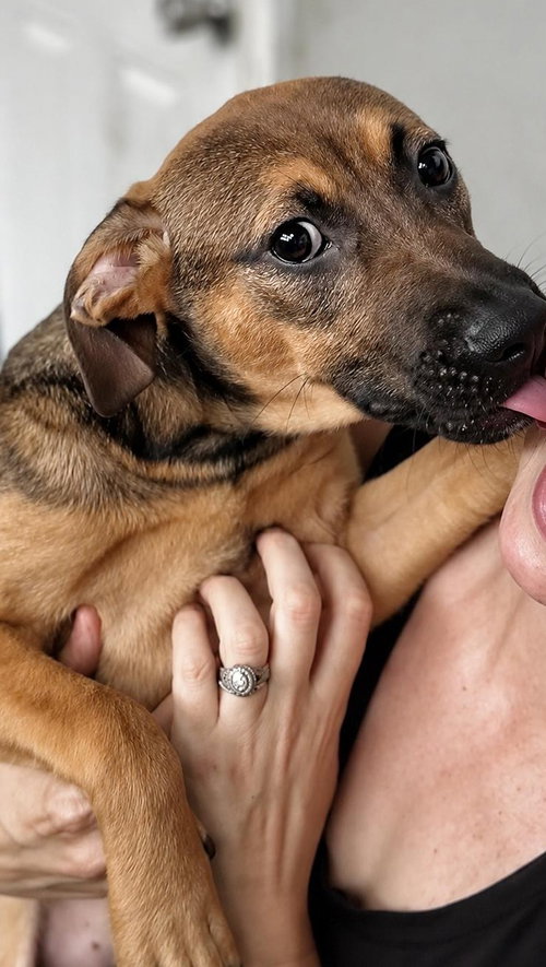 Isabella Pup - Rosalia photo 1