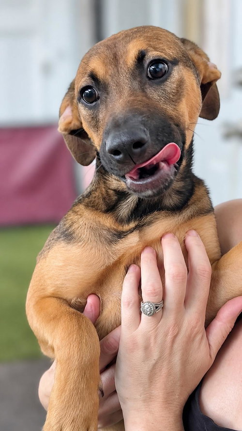 Isabella Pup - Rosalia