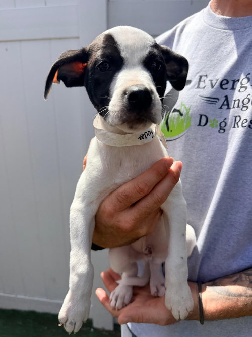 Capucine Pup - Capri, an adoptable Boxer in Pompano Beach , FL