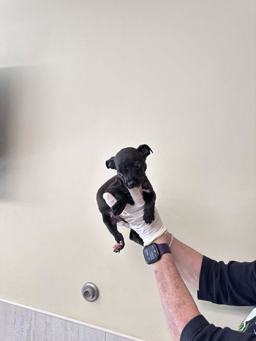 Capucine Pup - Dante, an adoptable Boxer in Pompano Beach , FL