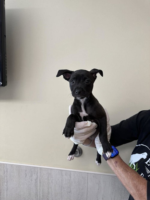 Capucine Pup - Isadora, an adoptable Boxer in Pompano Beach , FL