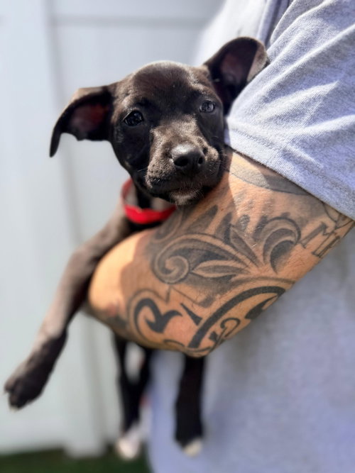 Capucine Pup - Isadora, an adoptable Boxer in Pompano Beach , FL