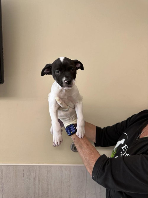 Capucine Pup - Lombardi, an adoptable Boxer in Pompano Beach , FL