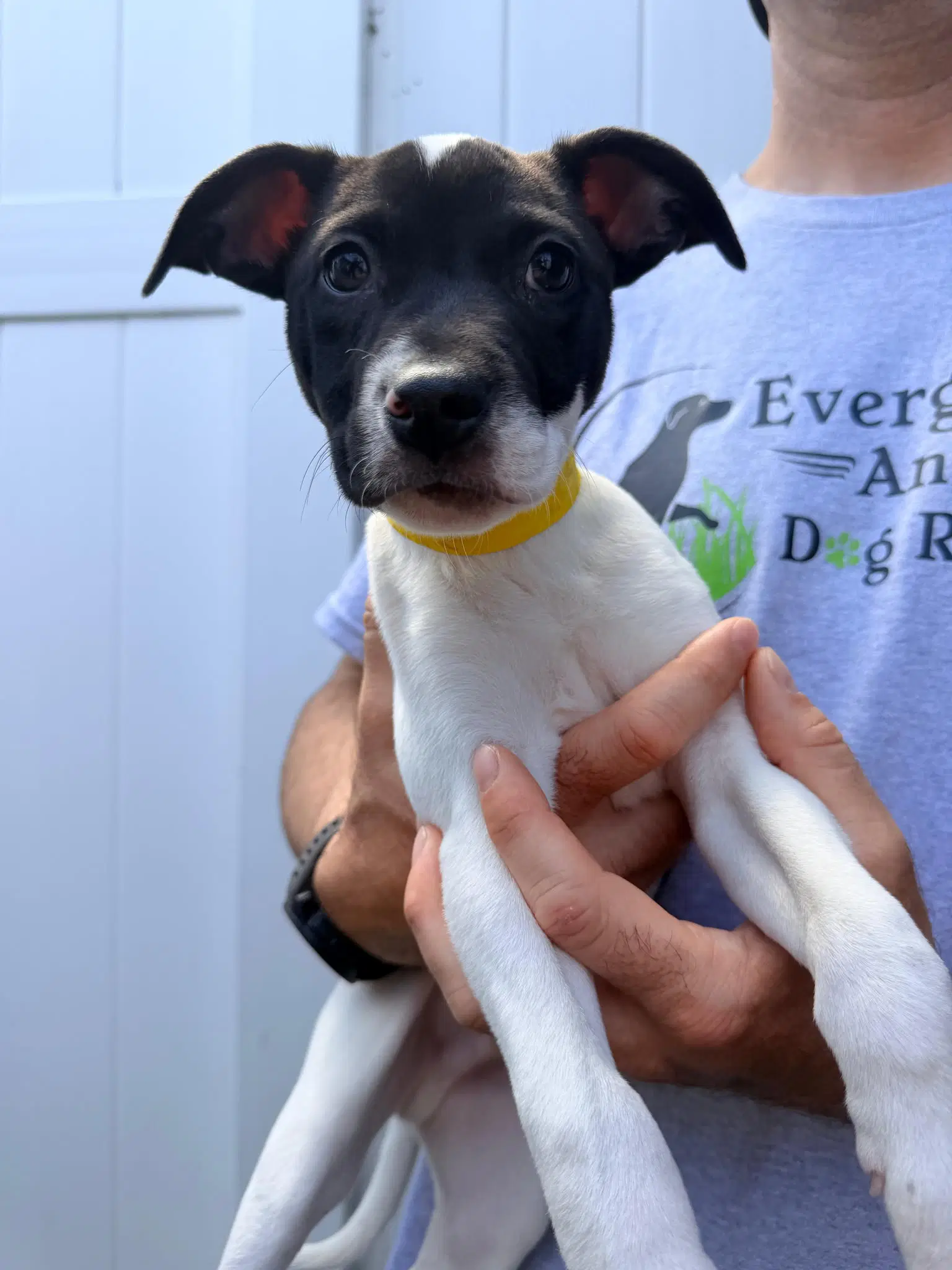 Capucine Pup - Lombardi - Boxer