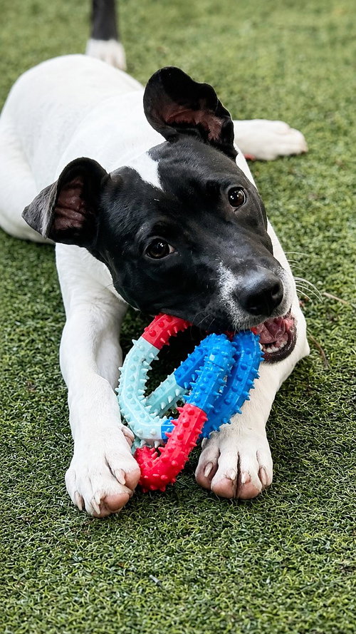 Capucine Pup - Lombardi, an adoptable Boxer in Pompano Beach , FL