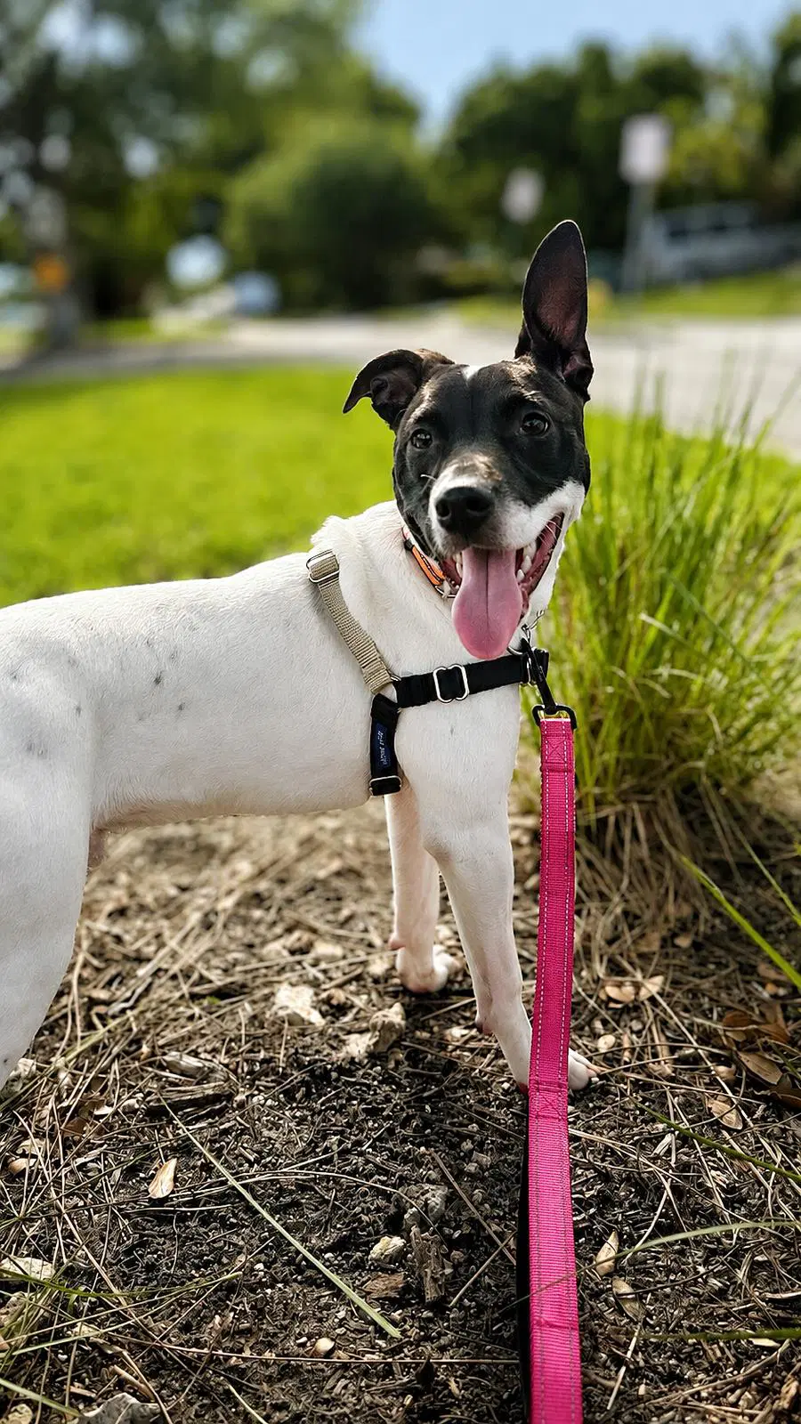 Capucine Pup - Lombardi image 4