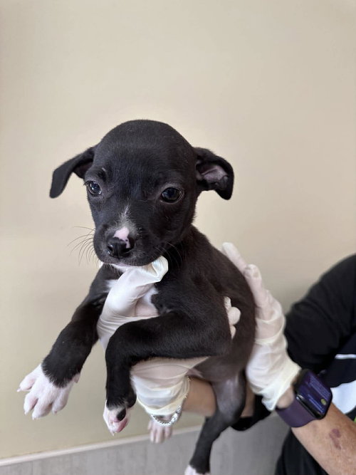Capucine Pup - Palermo, an adoptable Boxer in Pompano Beach , FL