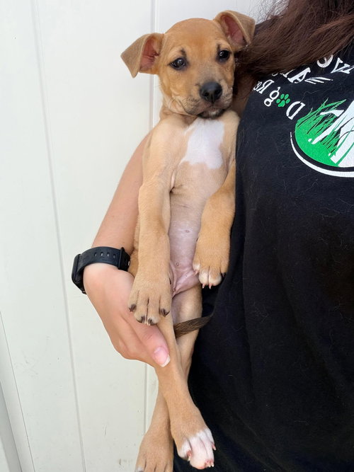 Capucine Pup - Raffaello, an adoptable Boxer in Pompano Beach , FL