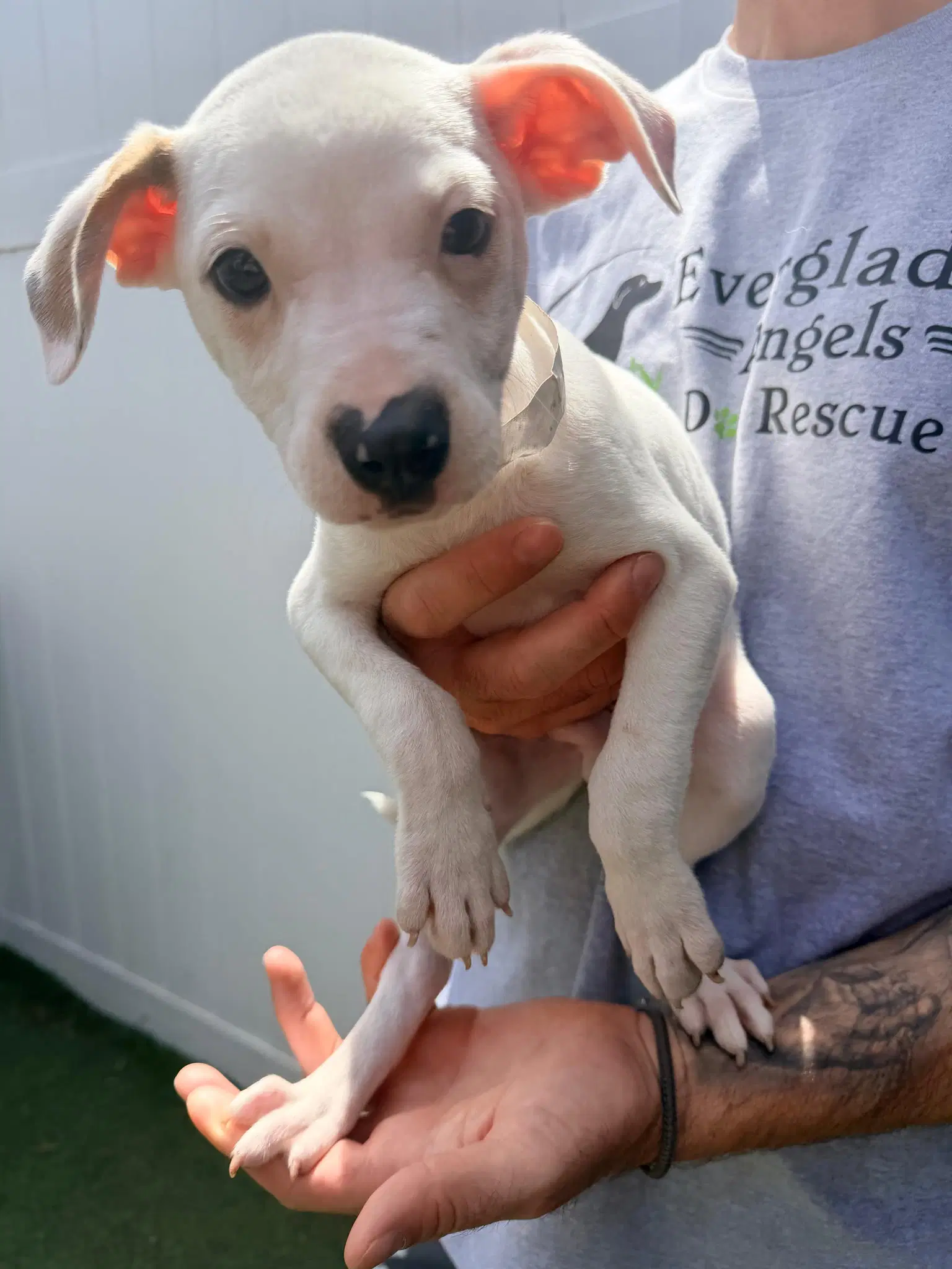 Capucine Pup - Portofino - Boxer