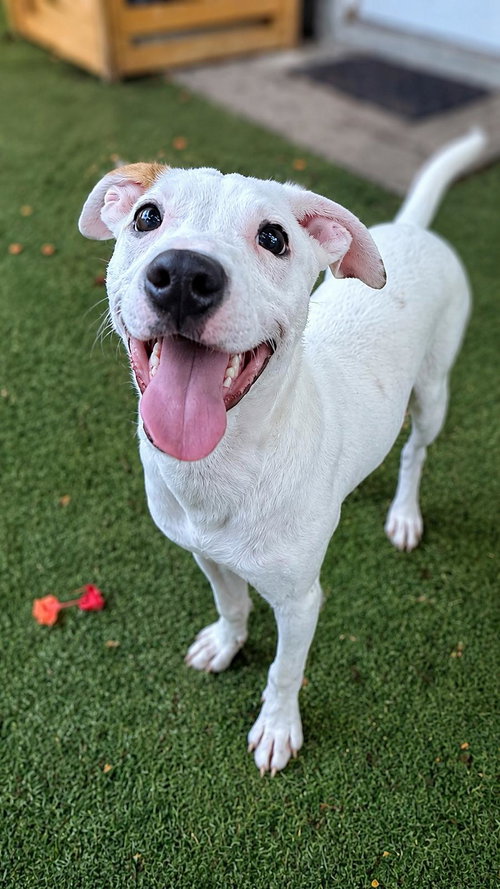 Capucine Pup - Portofino, an adoptable Boxer in Pompano Beach , FL
