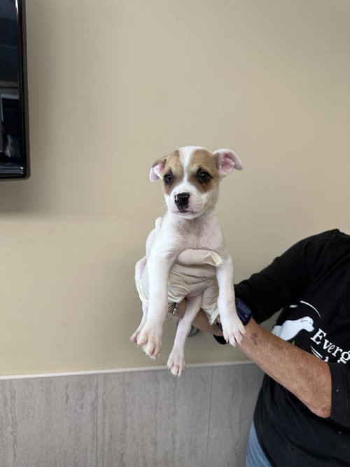 Capucine Pup - Tuscany, an adoptable Boxer in Pompano Beach , FL