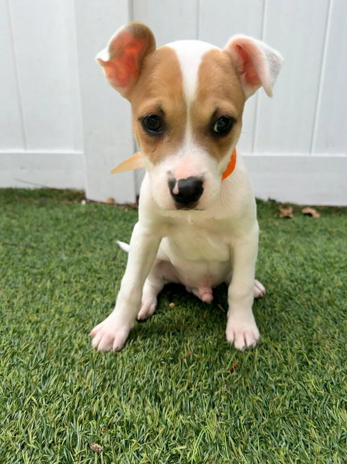 Capucine Pup - Tuscany, an adoptable Boxer in Pompano Beach , FL