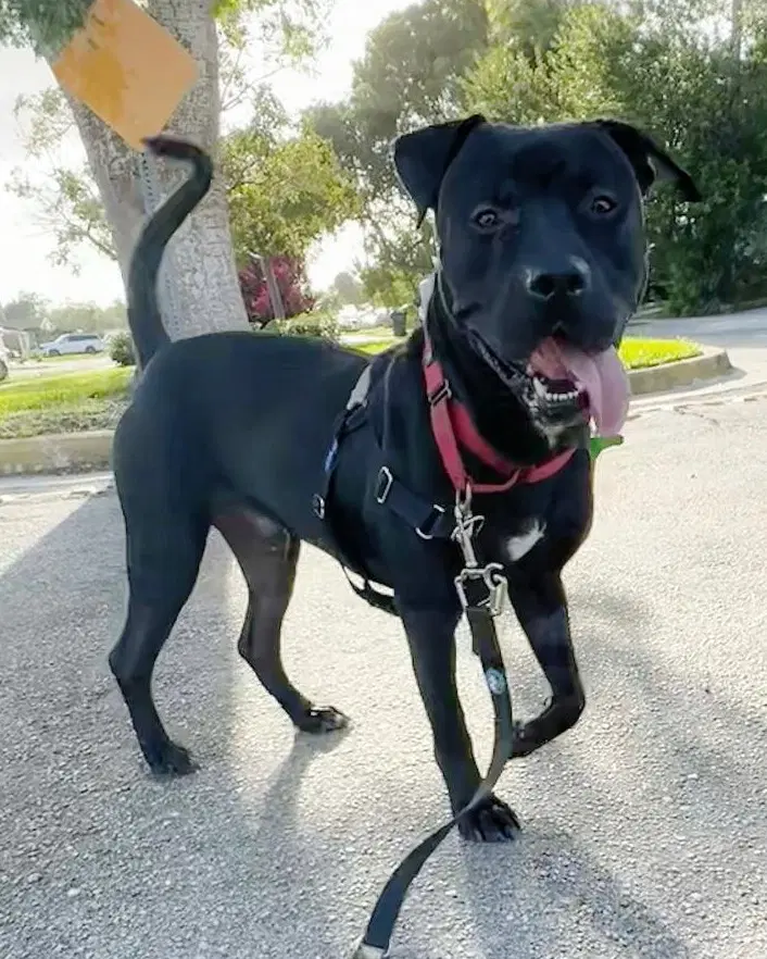 Percy - Pit Bull Terrier