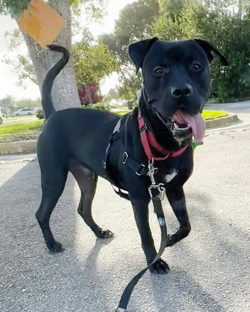 Percy, an adoptable Pit Bull Terrier in Pompano Beach , FL