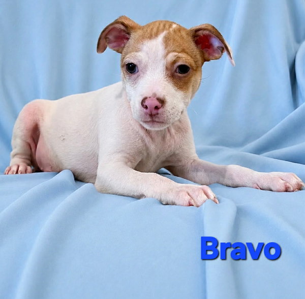 Tiffany Pup -Bravo