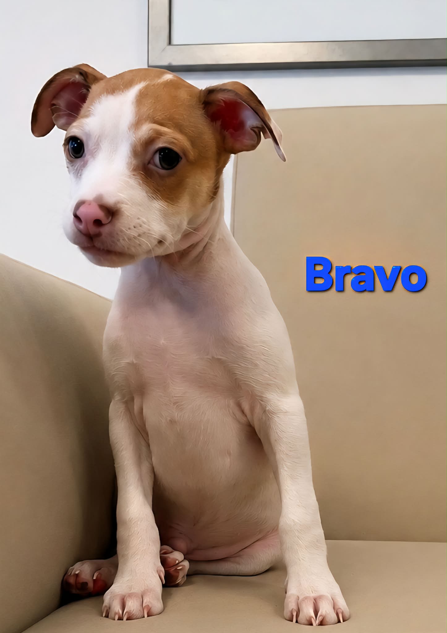 Tiffany Pup -Bravo