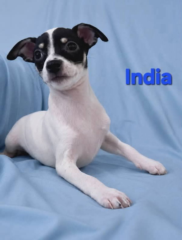 Tiffany Pup -India