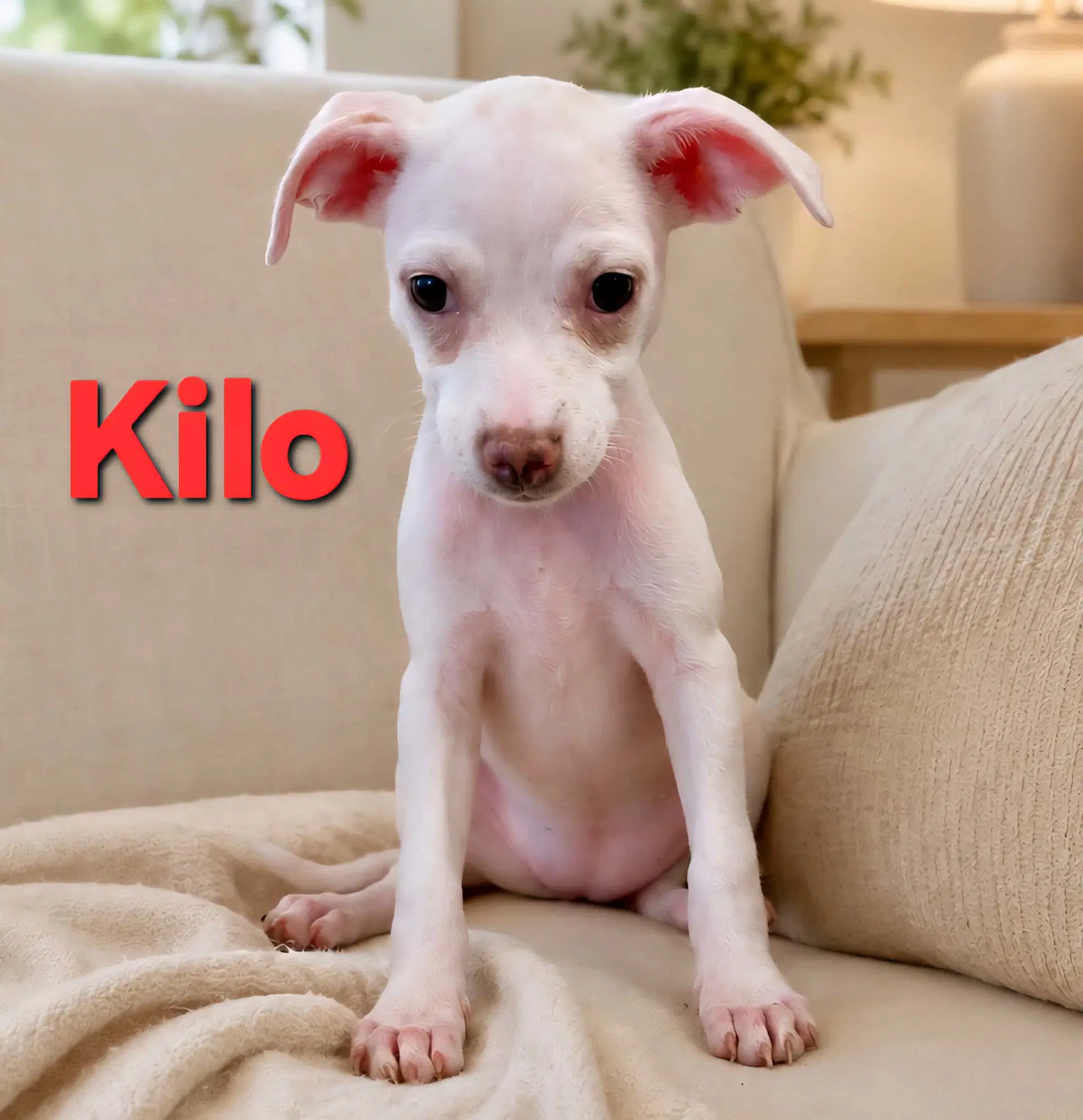 Tiffany Pup -Kilo - Jack Russell Terrier