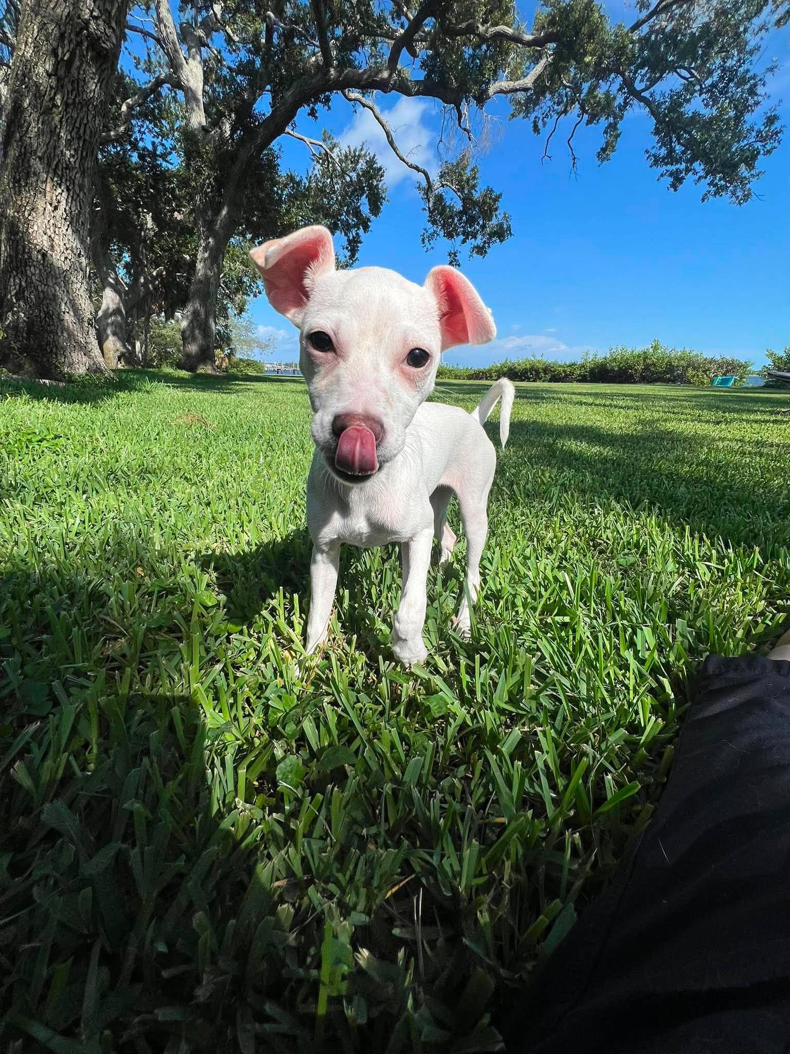 Tiffany Pup -Kilo