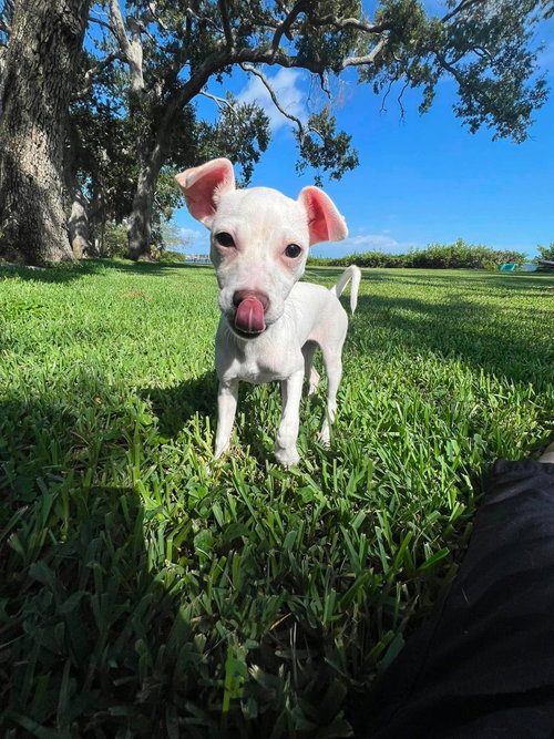 Tiffany Pup -Kilo