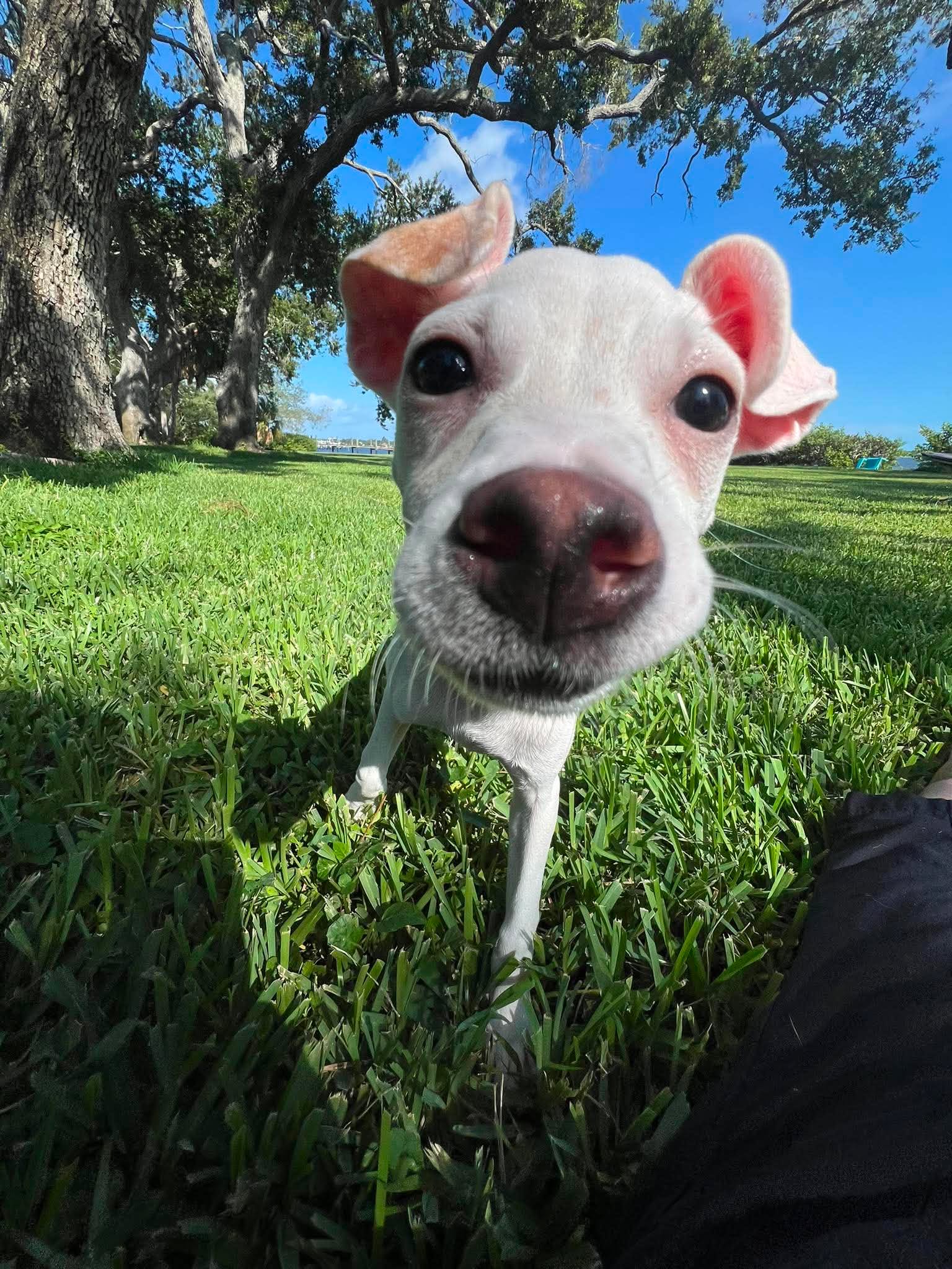 Tiffany Pup -Kilo image 2