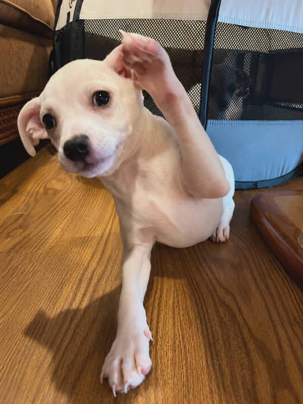 Tiffany Pup -Lima - Jack Russell Terrier